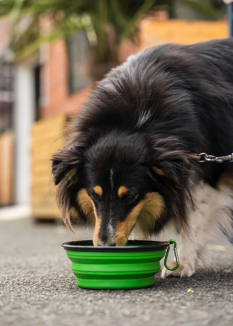 Thumbnail 4: Greenhero Faltbarer Hundenapf | perfekt für unterwegs