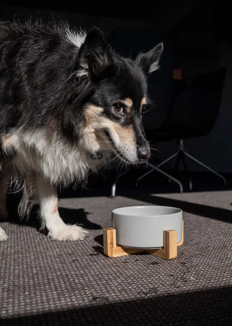 Thumbnail 6: Greenhero Futternapf mit dekorativem Holzfuß | grau