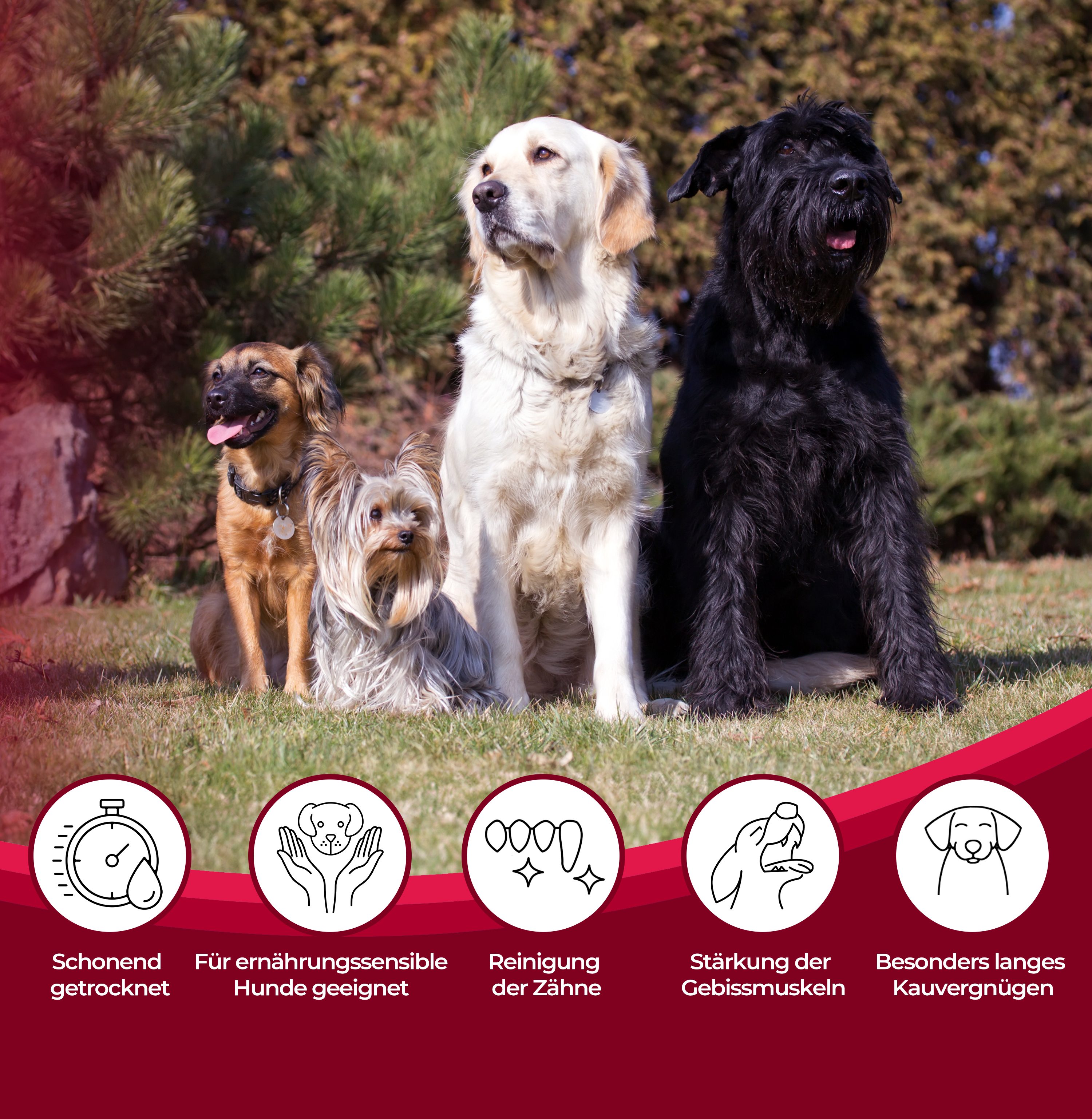 Thumbnail 4: 123… Hund dabei! Büffel-Lunge, Rinderlunge