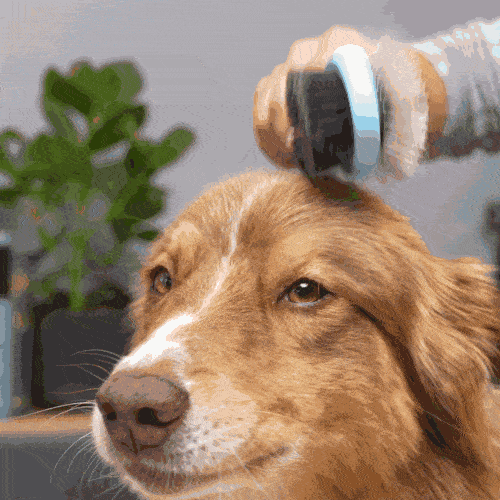 Thumbnail 8: BluePet 'DoppelDecker' Doppelbürste für Hunde und Katzen (doppelseitig nutzbar), beidseitig sanfte Fellpflege - zweiseitige Nutzung, 2in1