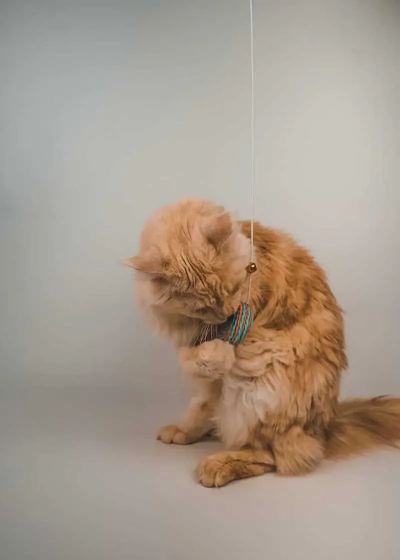 Thumbnail 7: Greenhero Katzenangel Lolipop