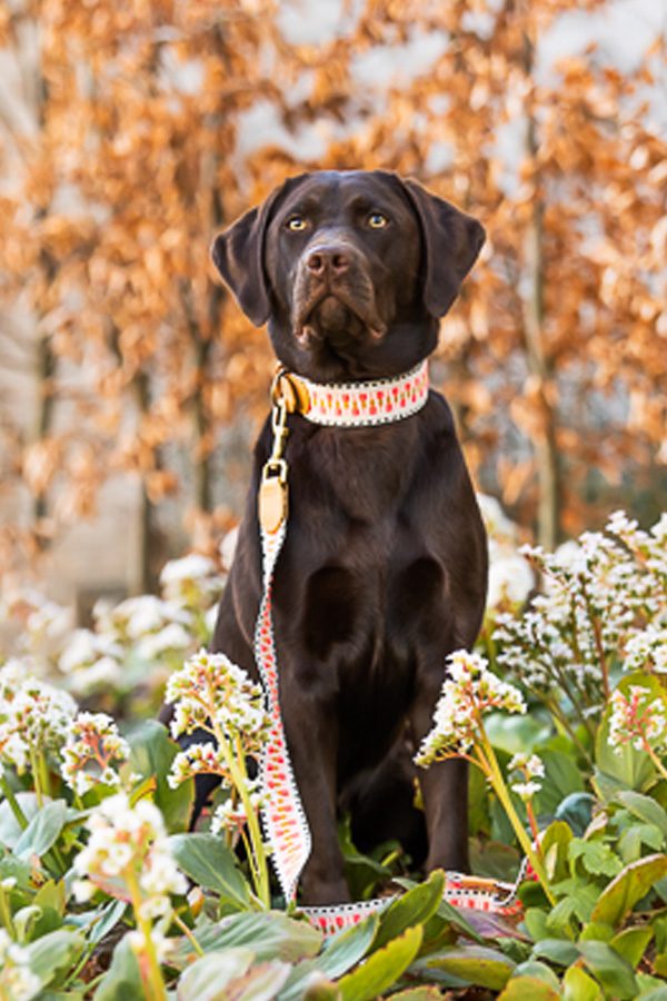 Thumbnail 3: Hey Lana Premium Hundehalsband Gepolstert L/42-54 / Pink / Beige