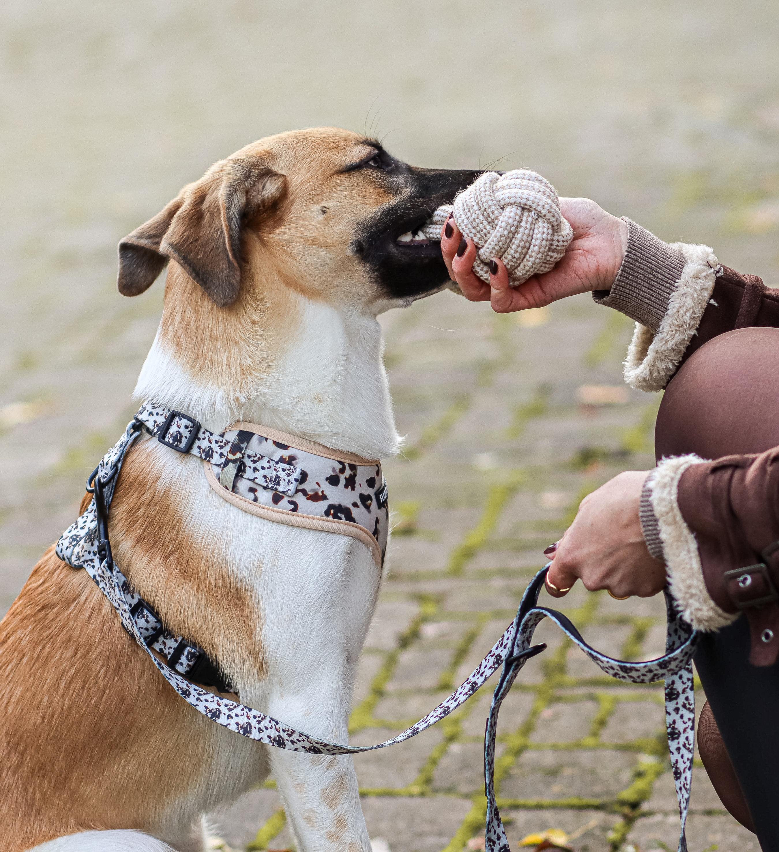 Thumbnail 3: Fluffy Dog Tau-Spielzeug für Hunde – robustes Zerr- & Kauspielzeug, vegan & zahnfreundlich