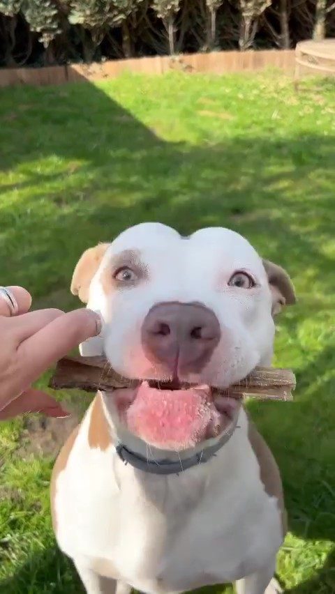 Thumbnail 4: kauartikel.com Rinder MIX TÜTE - Hunde-Kauartikel - Hunde-Snack - Kausnack - Leckerli