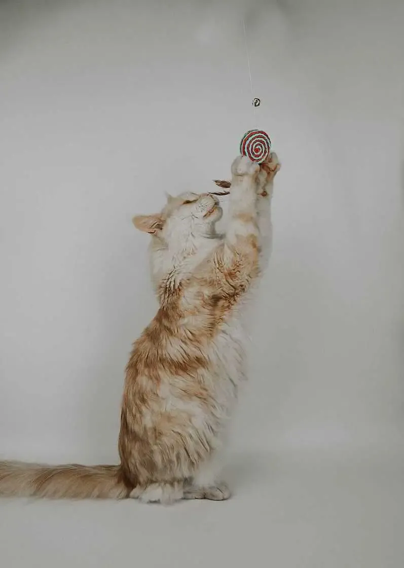 Thumbnail 2: Greenhero Katzenangel Lolipop