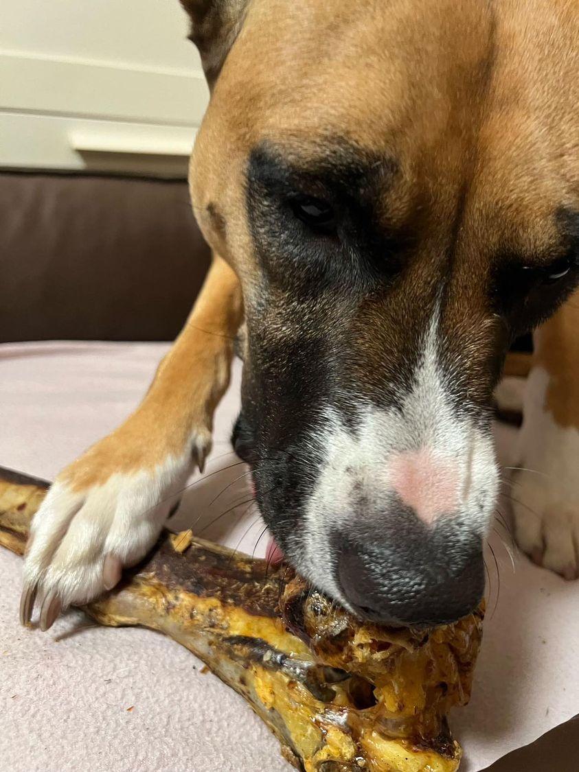 Thumbnail 11: kauartikel.com Straußen-Knochen, Giant - Hunde-Kauartikel - Hunde-Snack - Hypoallergen-Kausnack - Leckerli vom Strauß