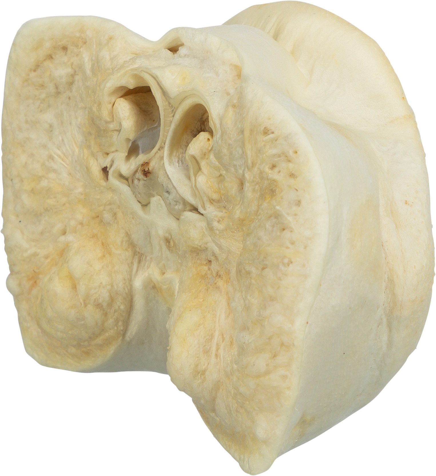 Thumbnail 3: TRIXIE Schweinenase, getrocknet