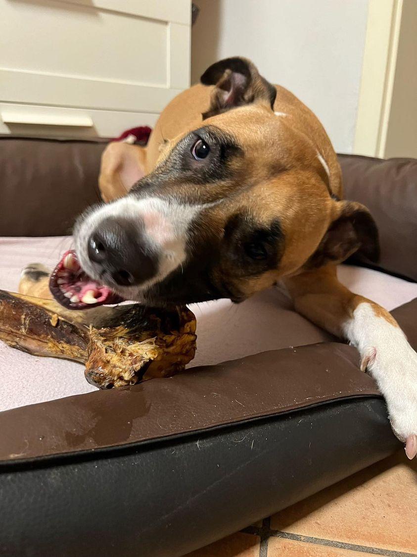 Thumbnail 8: kauartikel.com Straußen-Knochen, Giant - Hunde-Kauartikel - Hunde-Snack - Hypoallergen-Kausnack - Leckerli vom Strauß