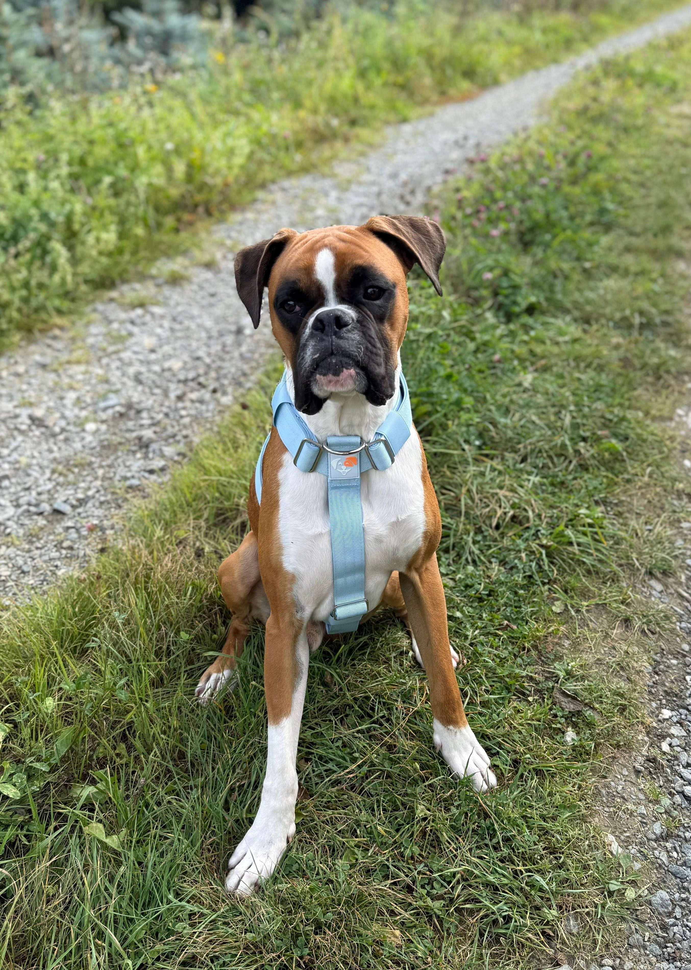 Thumbnail 2: SimplePets 3-in-1 Geschirr Set