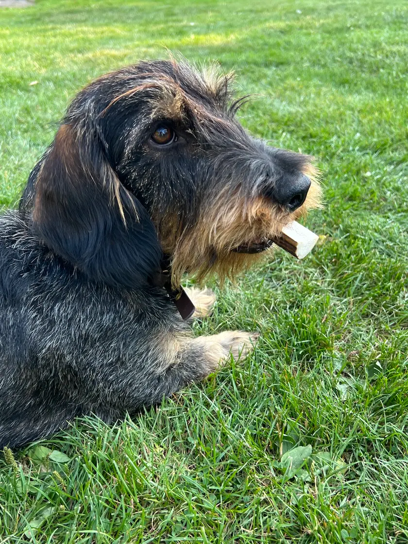 Thumbnail 4: Greenhero Hirschgeweih Kaustange L | für Hunde von Hunde von 12 -17 kg﻿﻿