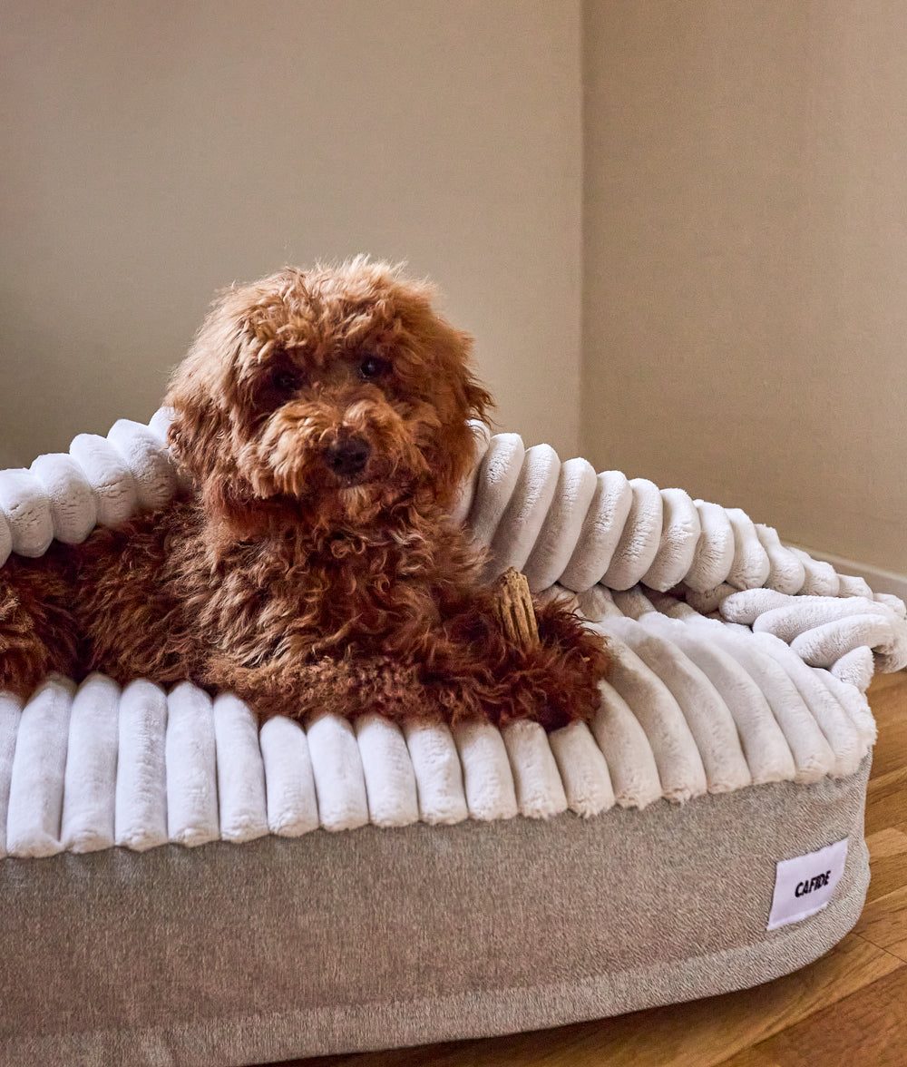 Thumbnail 3: CAFIDE Hundebett aus Chenille mit Kapuze, Maso