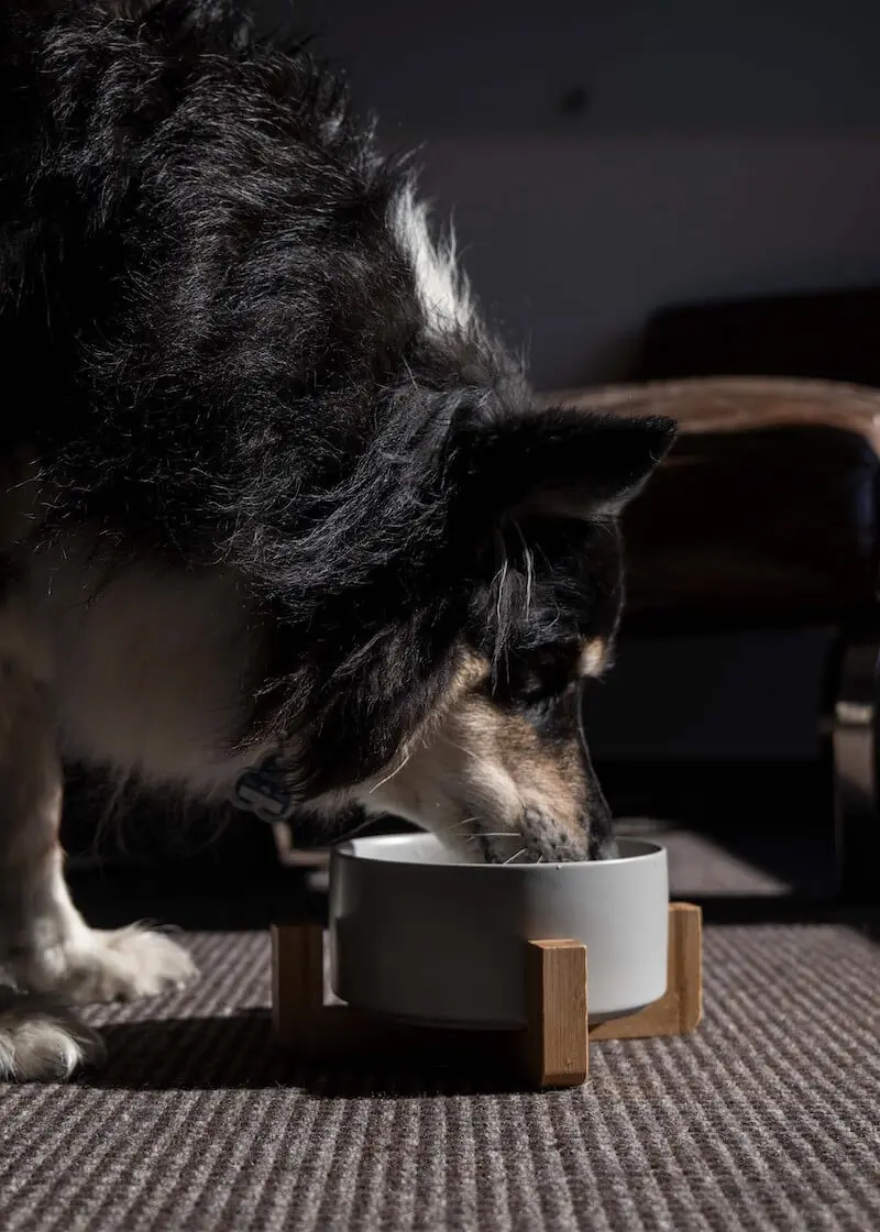 Thumbnail 10: Greenhero Futternapf mit dekorativem Holzfuß | grau