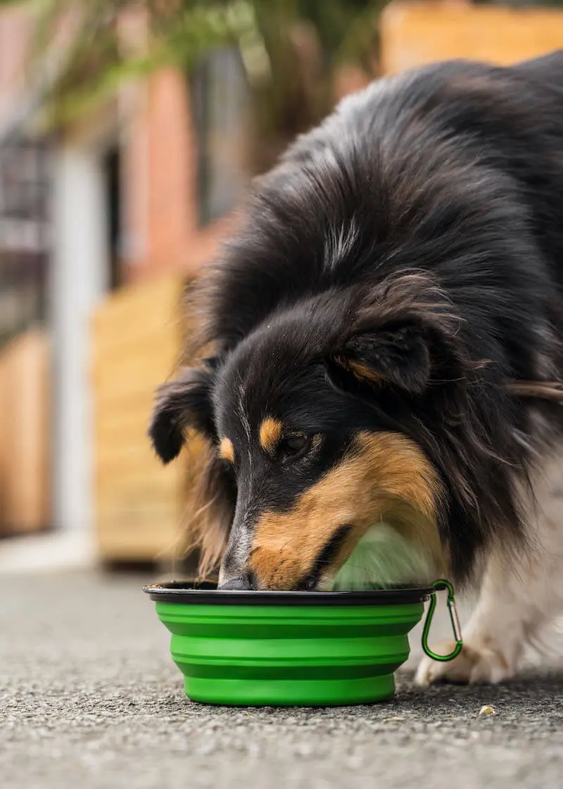 Thumbnail 9: Greenhero Faltbarer Hundenapf | perfekt für unterwegs
