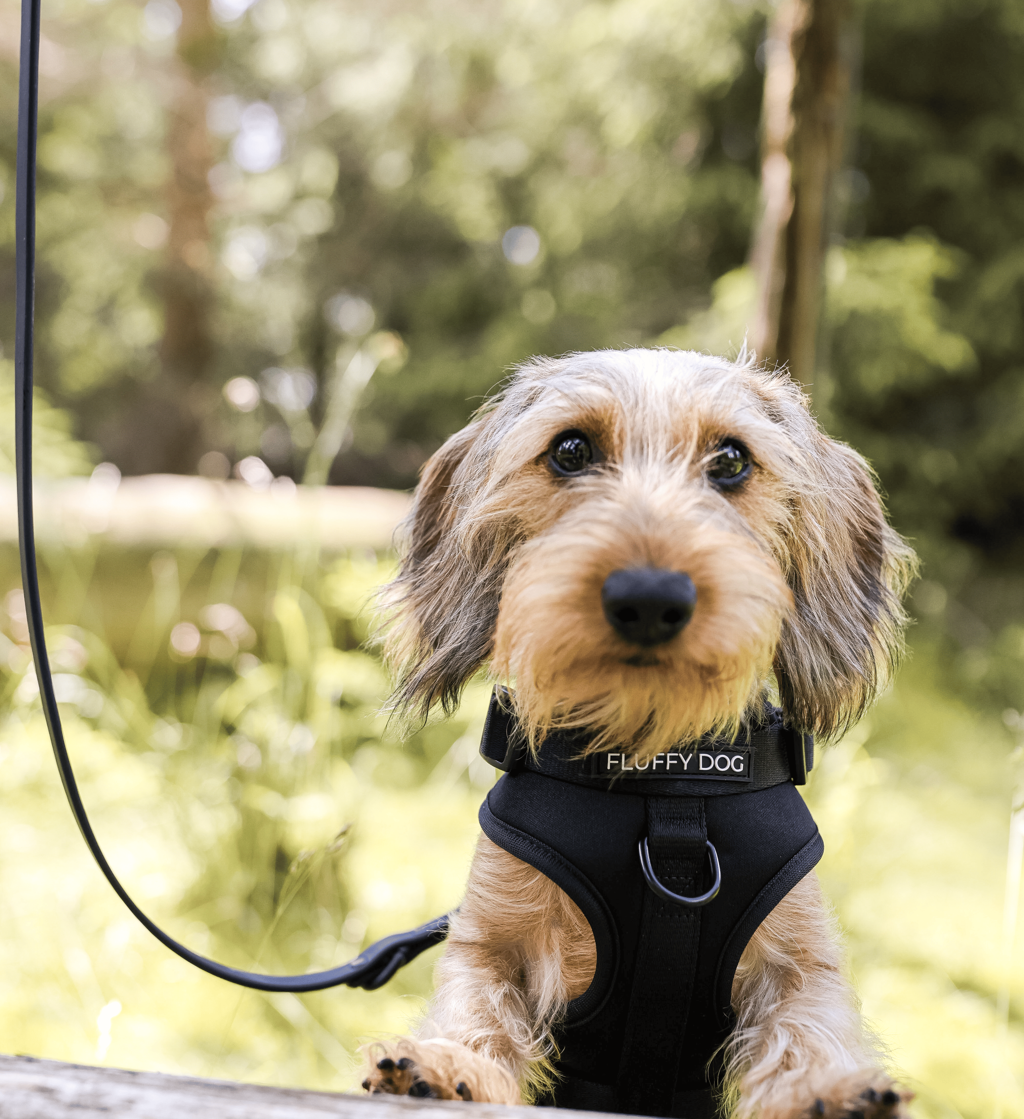 Thumbnail 3: Fluffy Dog Hundegeschirr „All Black“ – atmungsaktiv, vegan & verstellbar mit D-Ringen für flexible Leinenführung