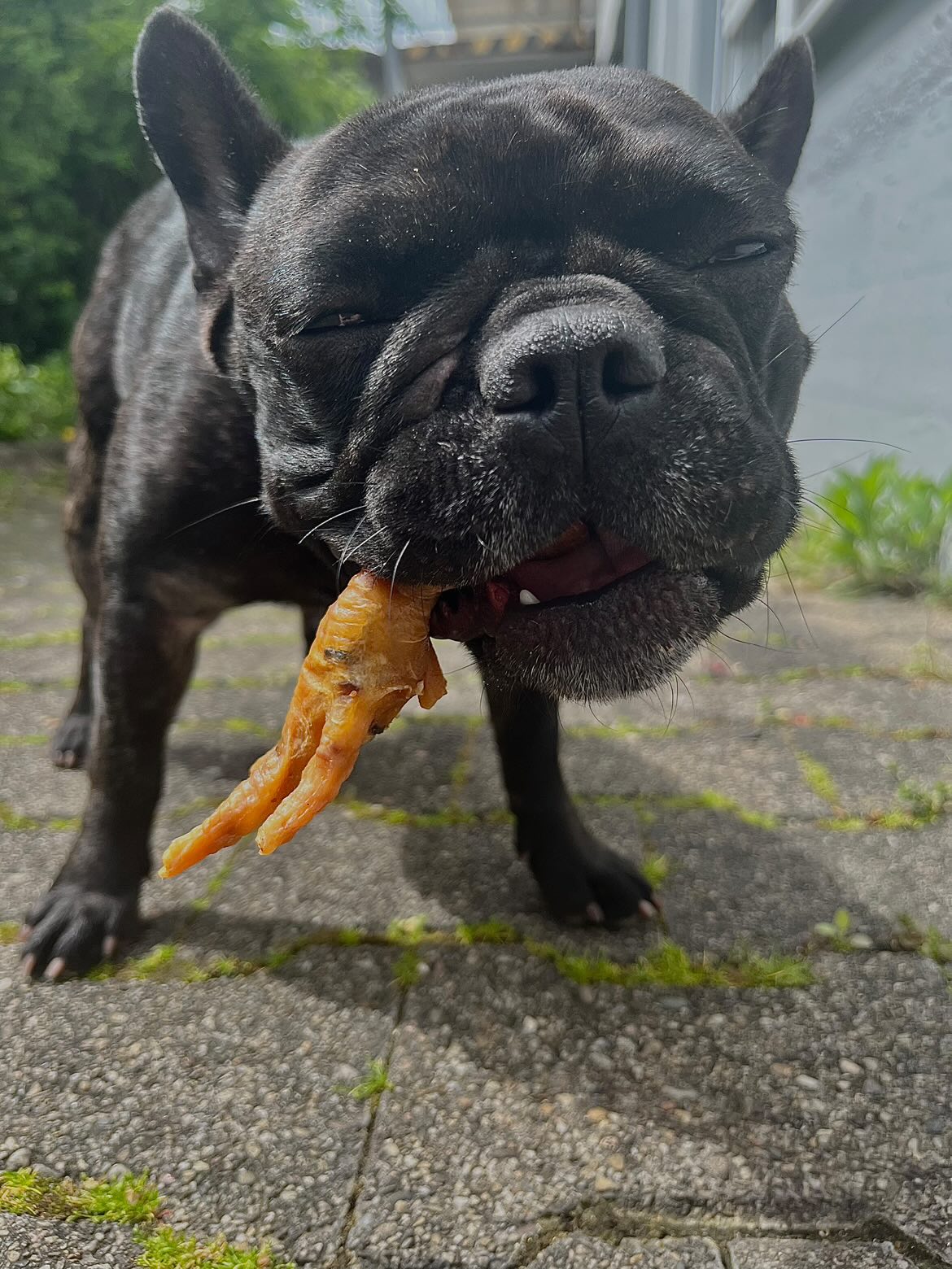 Thumbnail 6: kauartikel.com Hühner-Füße - Hunde-Kauartikel - Hunde-Snack - Kausnack aus Huhn - Geflügel-Leckerli