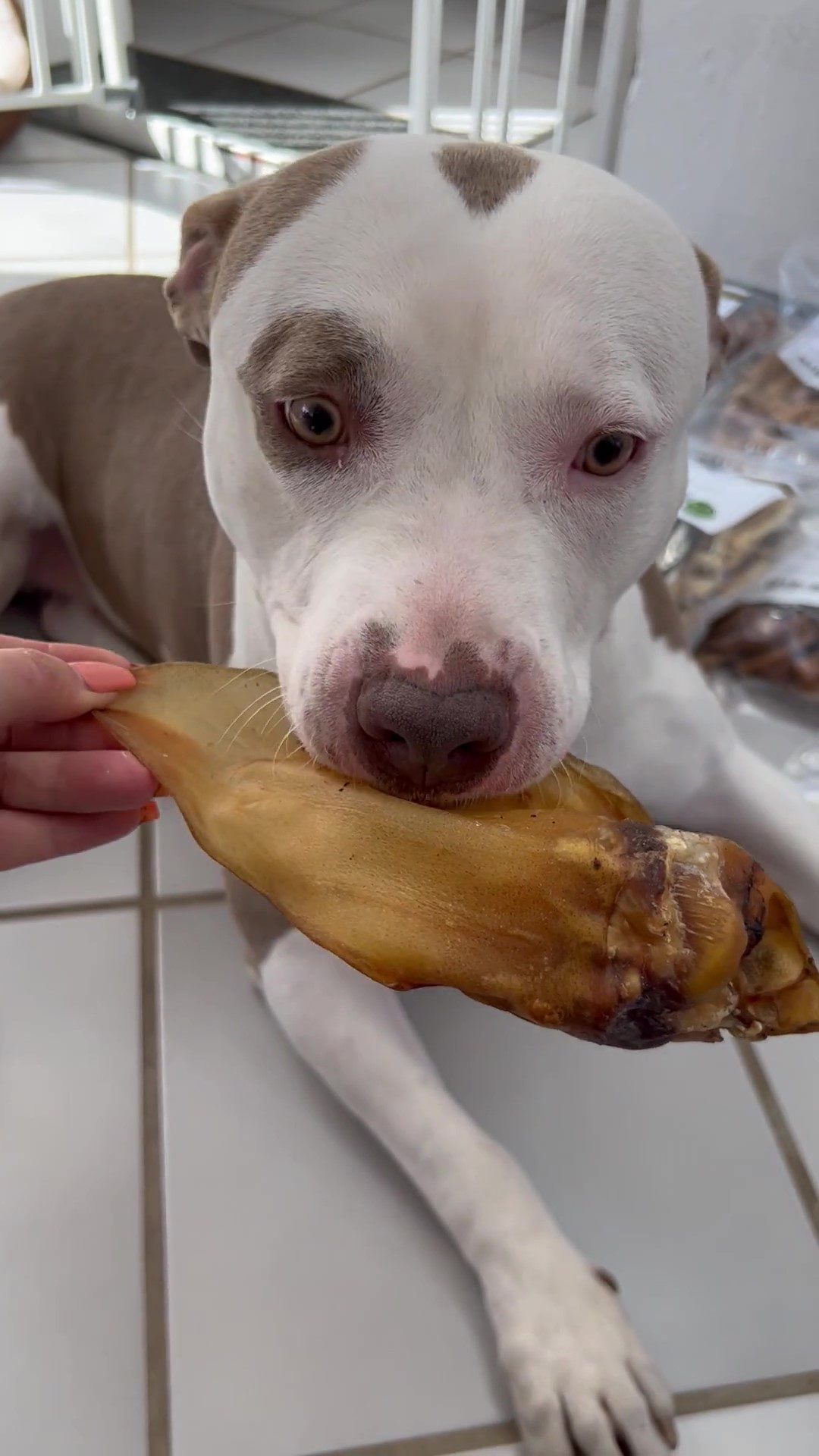 Thumbnail 4: kauartikel.com Rinder-Ohr - Hunde-Kauartikel - Hunde-Snack - Kausnack - Leckerli vom Rind