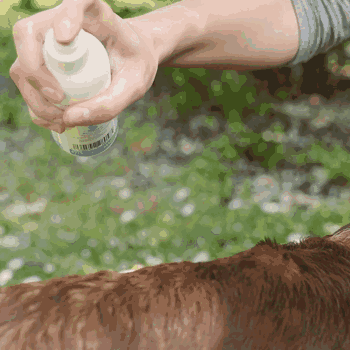 Thumbnail 3: BluePet Entfilzungsspray - Fellspray für Hunde & Katzen