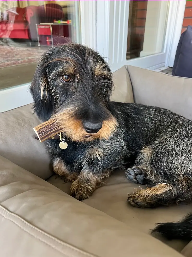 Thumbnail 2: Greenhero Hirschgeweih Kaustange M | für Hunde von 8-12 kg