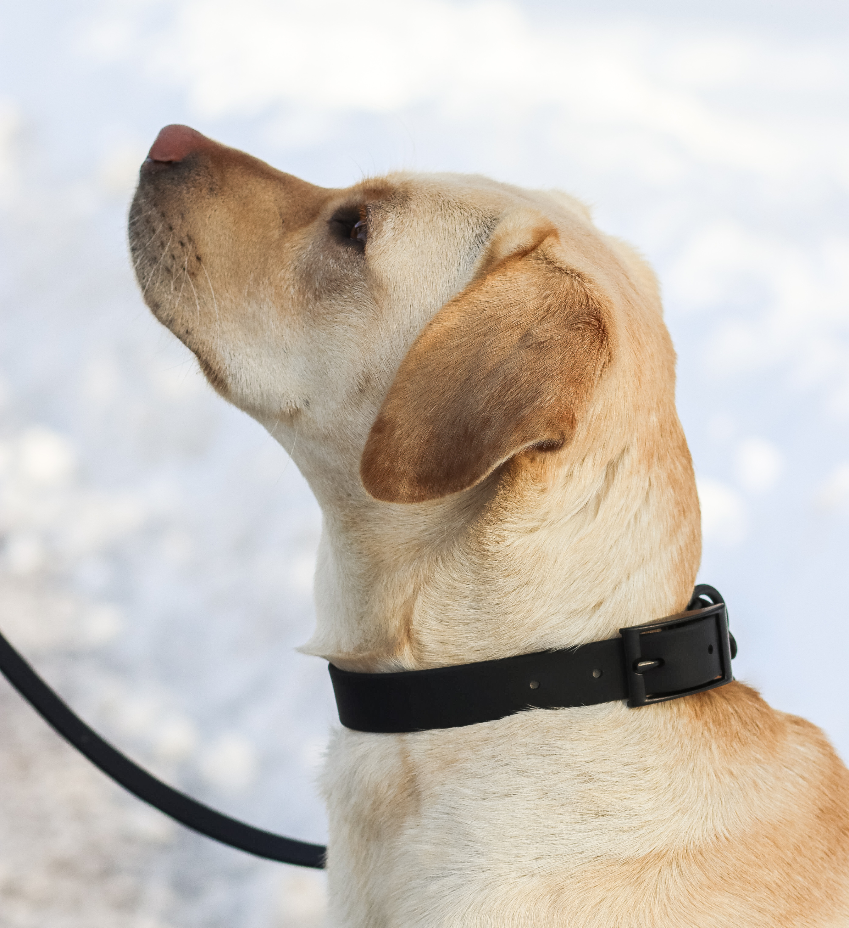 Thumbnail 2: Fluffy Dog BioThane® Hundehalsband „All Black“ – vegan, wasserfest & verstellbar mit D-Ring