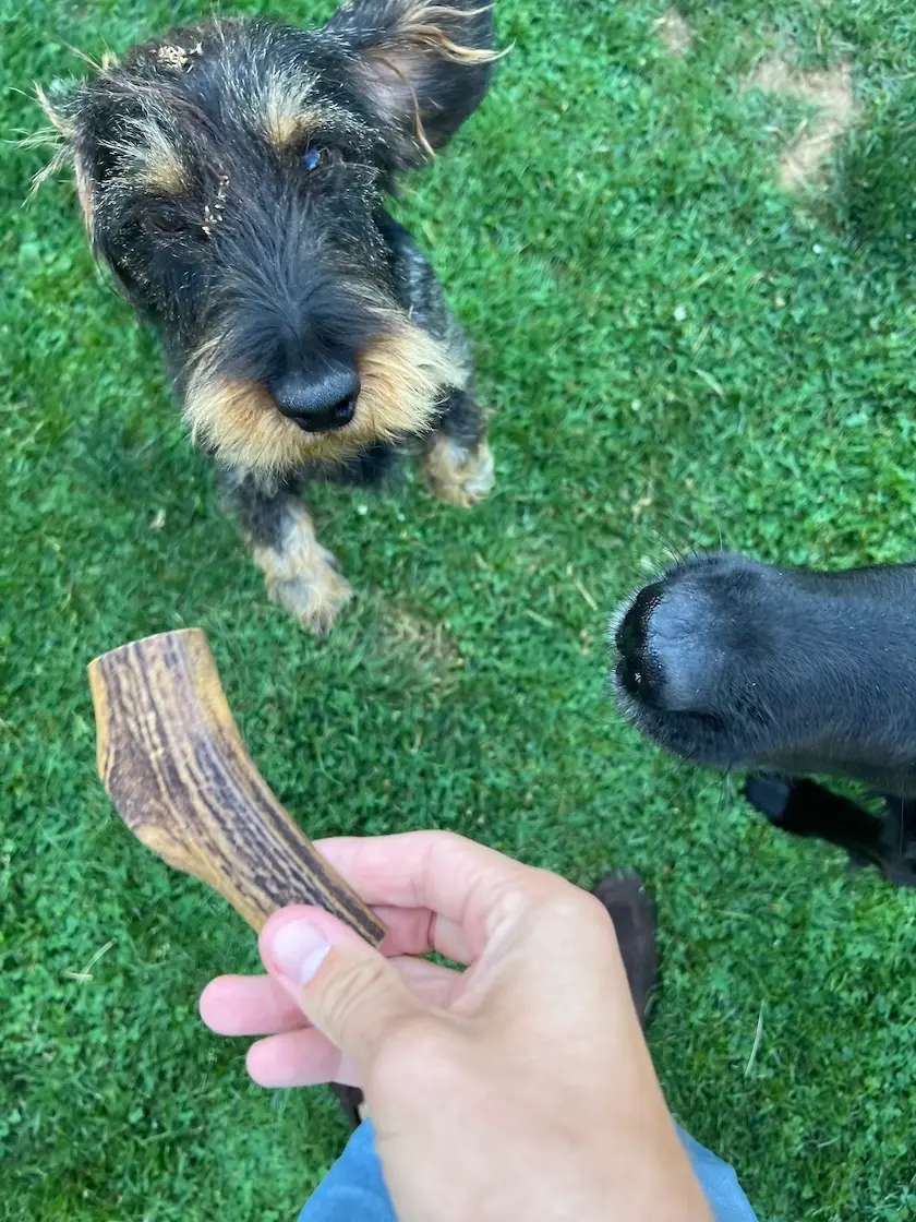 Thumbnail 3: Greenhero Hirschgeweih Kaustange M | für Hunde von 8-12 kg