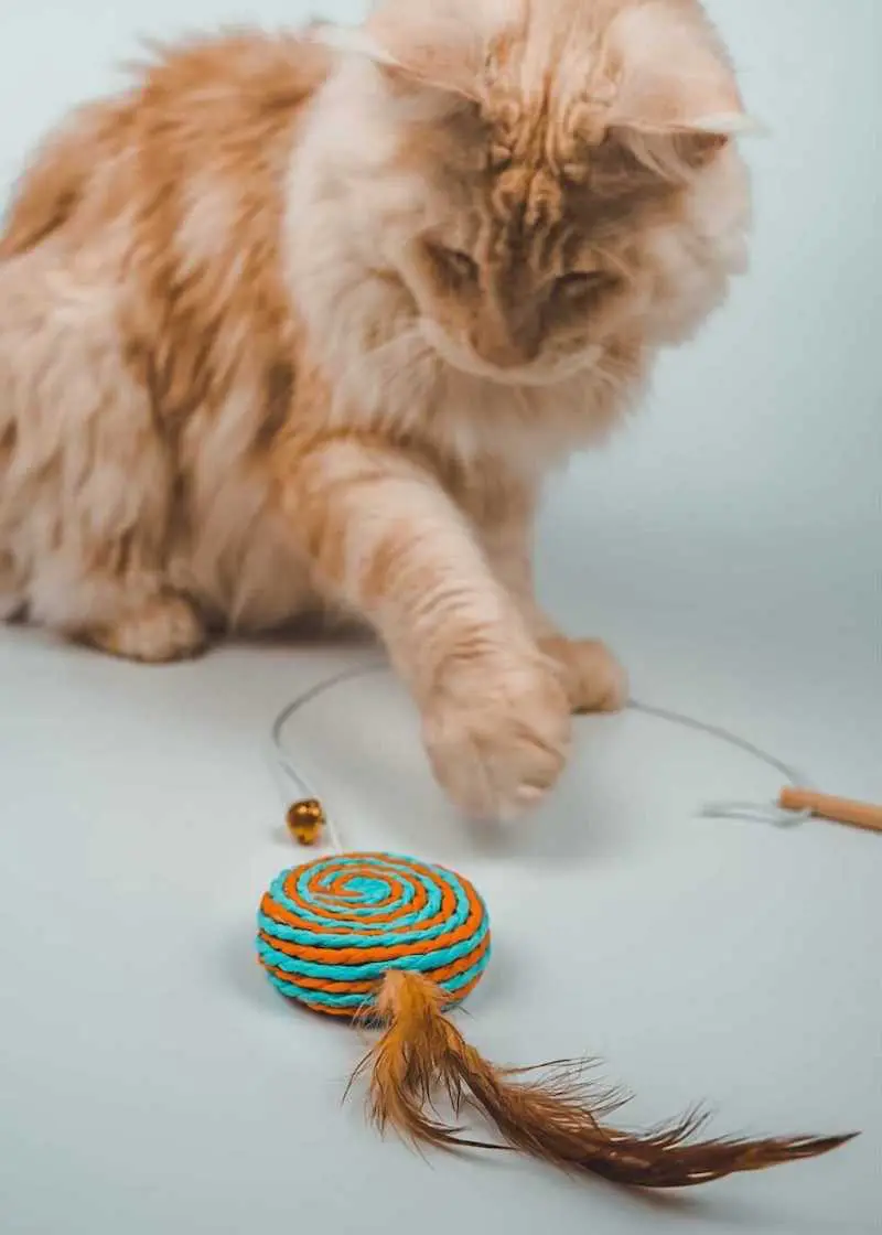 Thumbnail 3: Greenhero Katzenangel Lolipop