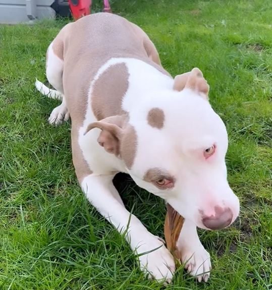 Thumbnail 5: kauartikel.com Kalbs-Ohren Gr. M mit Muschelansatz - Hunde-Kauartikel - Hunde-Snack - Kausnack - Kälber-Leckerli  (Rind)