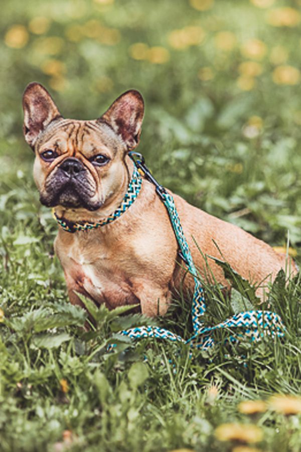 Thumbnail 1: Hey Lana Hundehalsband Kunterbunt L-XL/40-62 / Gelb / Blau