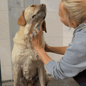 Thumbnail 6: BluePet Gummistriegel & Badebürste für Kurzhaar Hunde & Katzen mit Massageeffekt: Entfernt loses Deckhaar & Schmutz - Badestriegel Hundeshampoo einmassieren