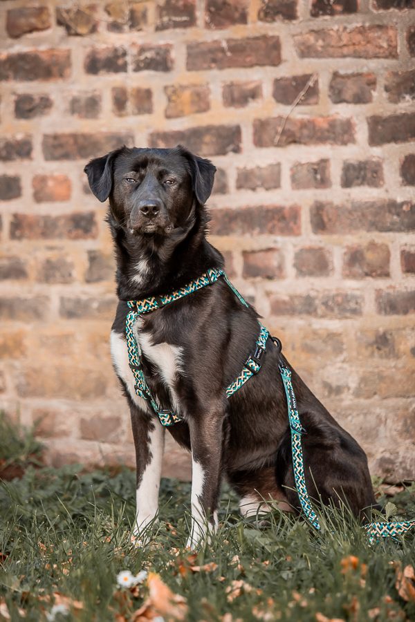 Thumbnail 3: Hey Lana Führgeschirr Kunterbunt - 5-fach verstellbar Gelb / Blau / M-L