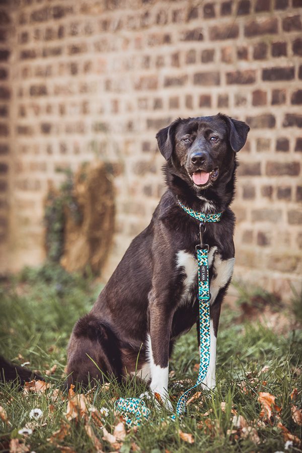 Thumbnail 4: Hey Lana Führleine Kunterbunt - 3-fach verstellbar Gelb / Blau / 15/180