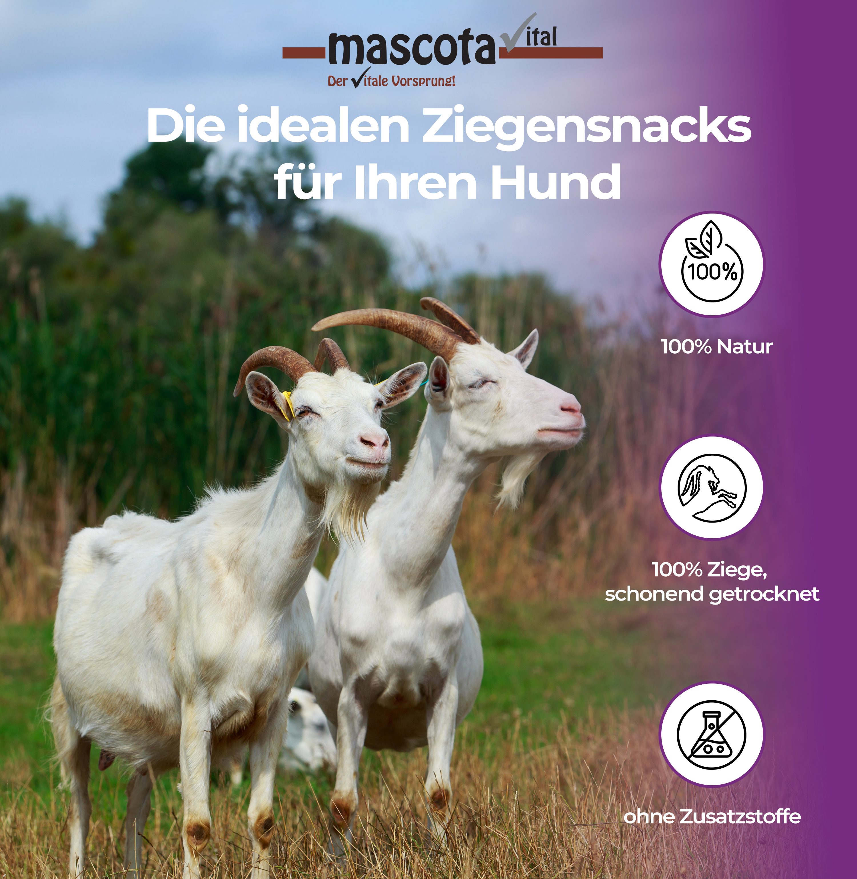 Thumbnail 3: mascota vital Ziegenohren, getrockneter Kauartikel für Hunde, 200 g