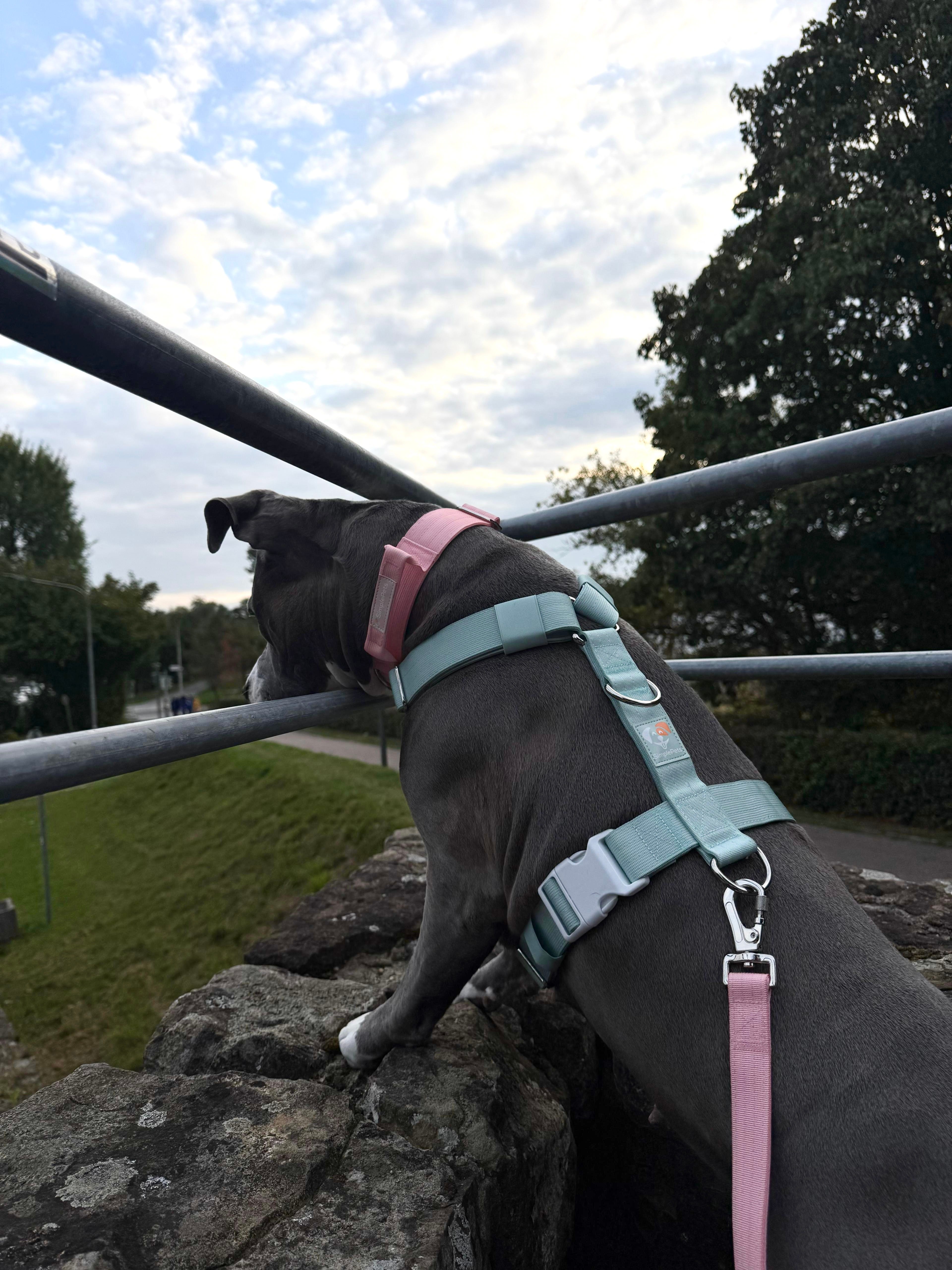 Thumbnail 1: SimplePets 3-in-1 Geschirr (große/starke Hunde)