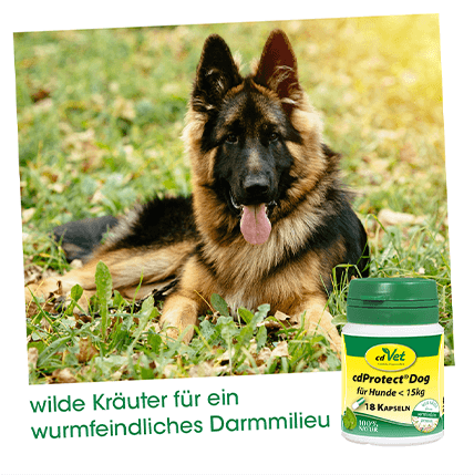 Thumbnail 3: cdVet cdProtect Dog 18 Kapseln – Natürliche Unterstützung für das Darmmilieu von Hunden