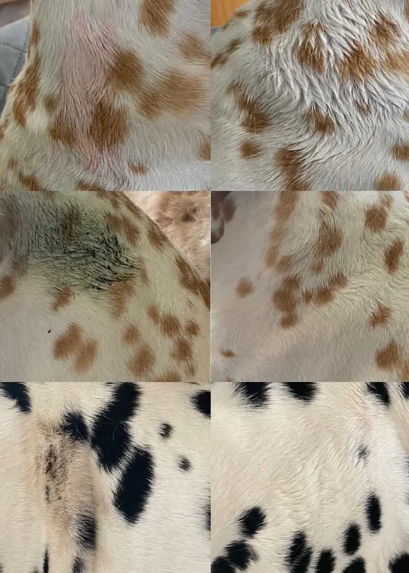 Thumbnail 7: Greenhero Trockenshampoo für Hunde