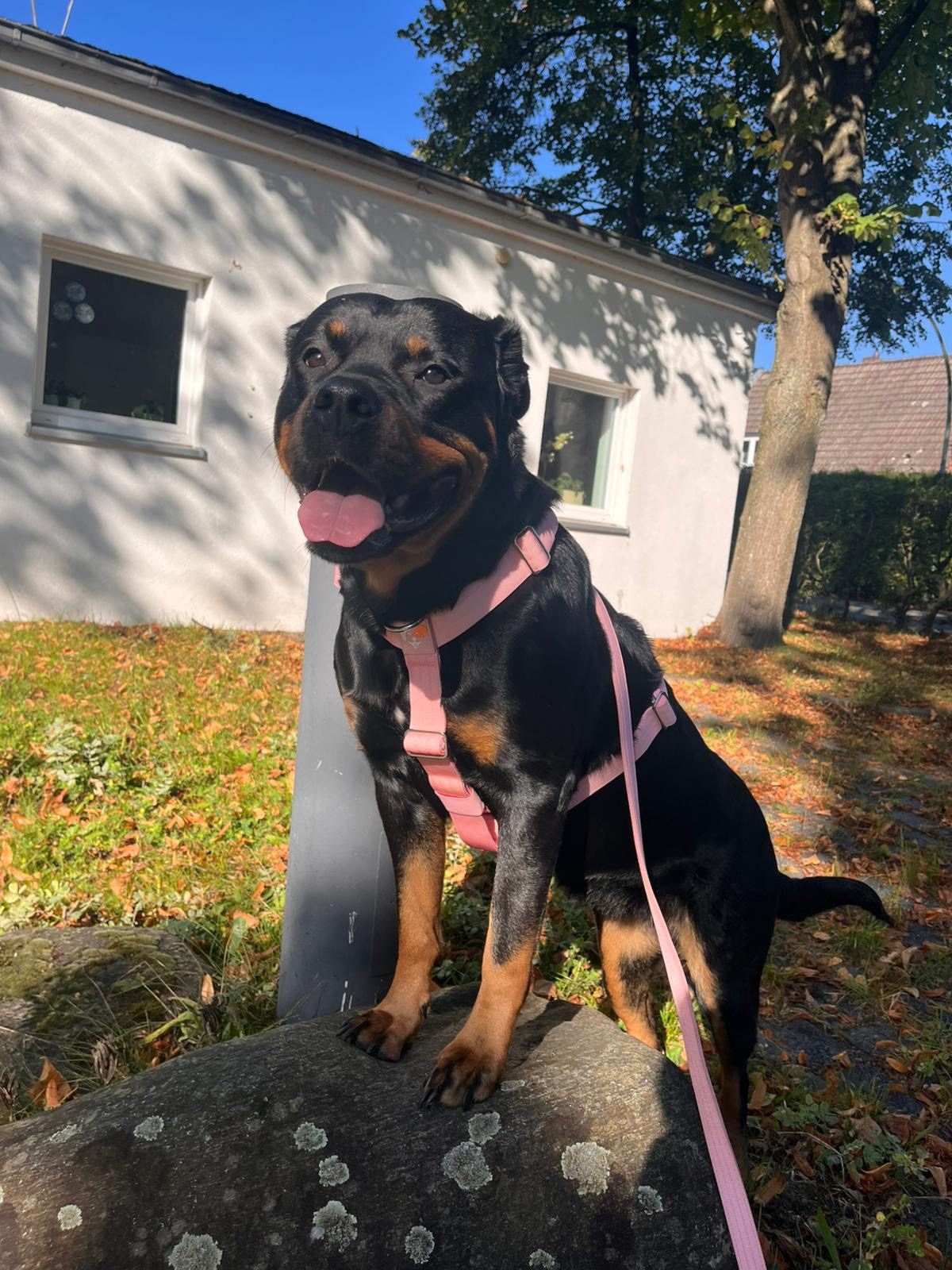 Thumbnail 5: SimplePets 3-in-1 Geschirr Set