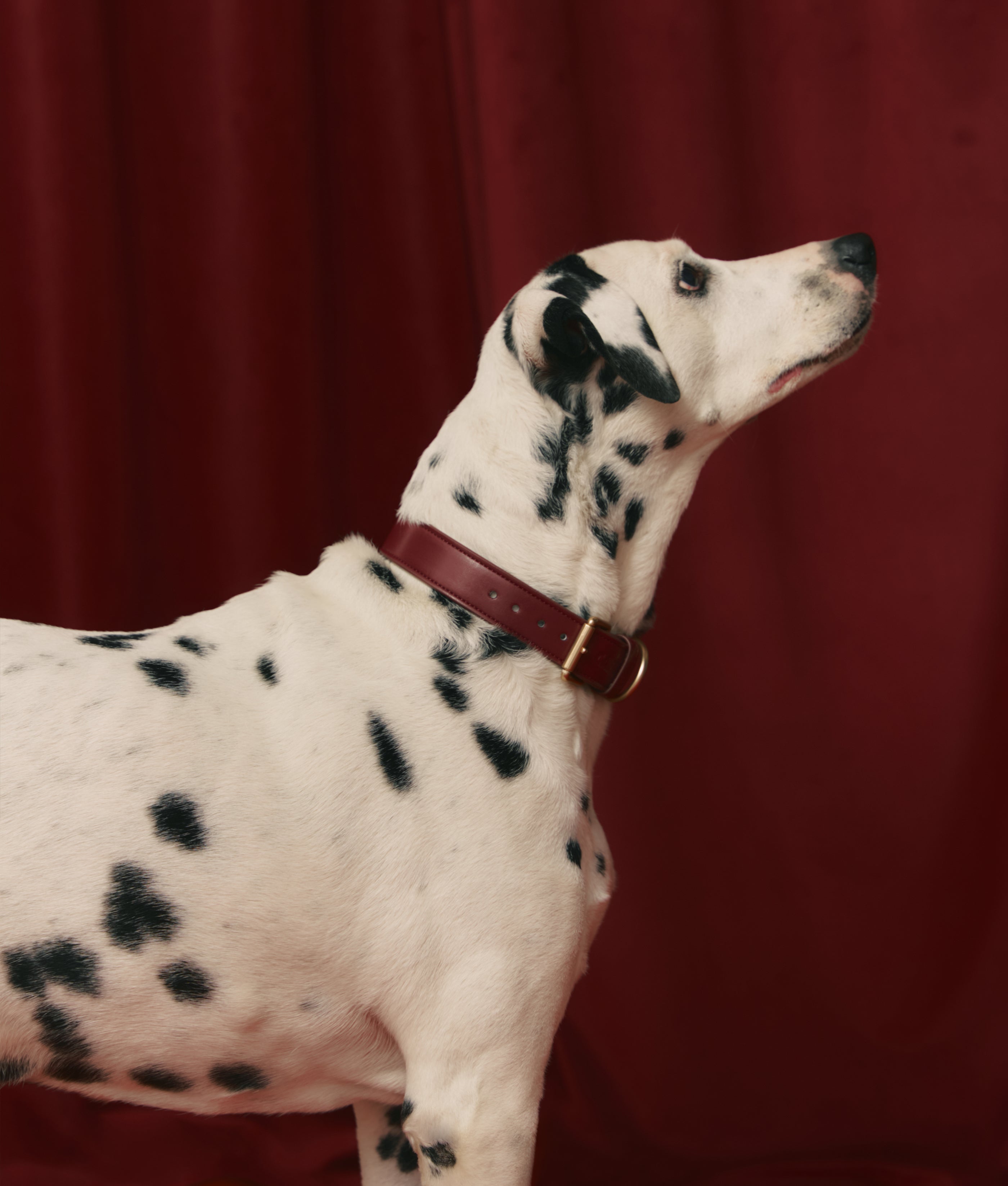 Thumbnail 4: CAFIDE Hundehalsband aus Veganem Leder, Jala