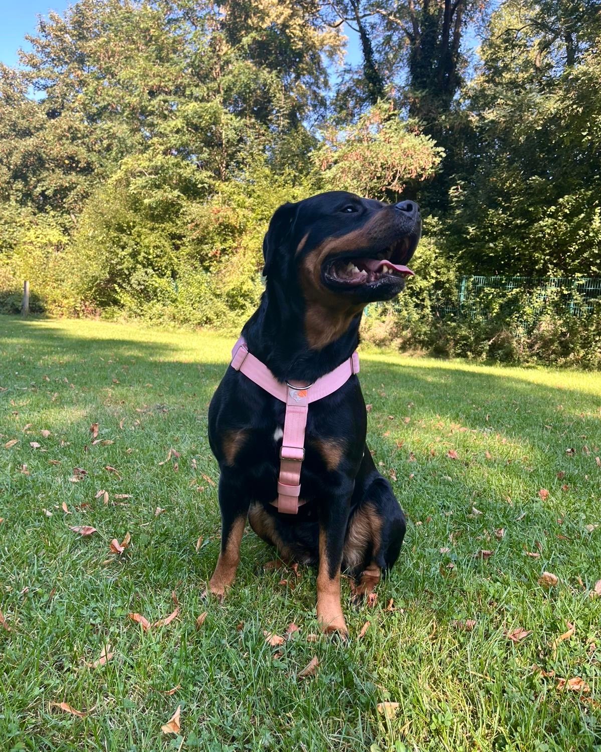 Thumbnail 4: SimplePets 3-in-1 Geschirr Set