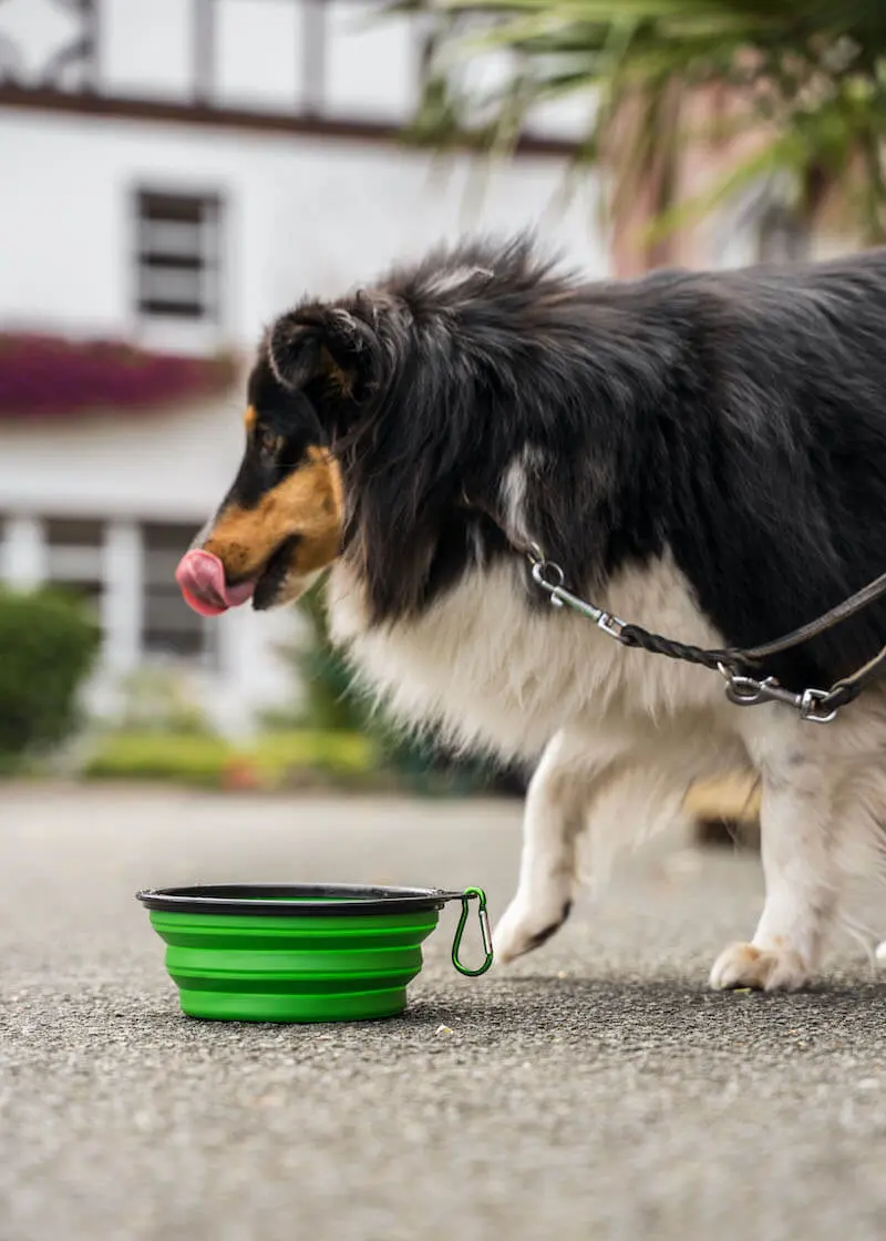 Thumbnail 2: Greenhero Faltbarer Hundenapf | perfekt für unterwegs