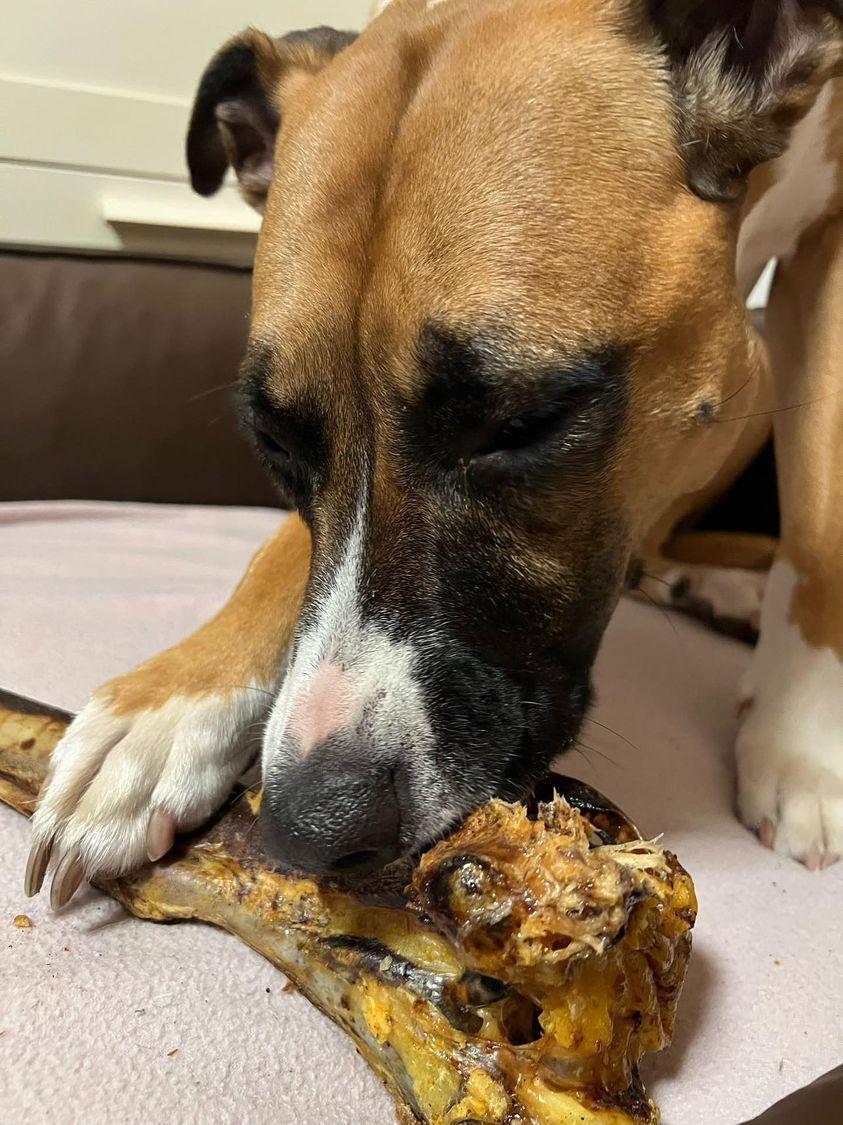 Thumbnail 10: kauartikel.com Straußen-Knochen, Giant - Hunde-Kauartikel - Hunde-Snack - Hypoallergen-Kausnack - Leckerli vom Strauß