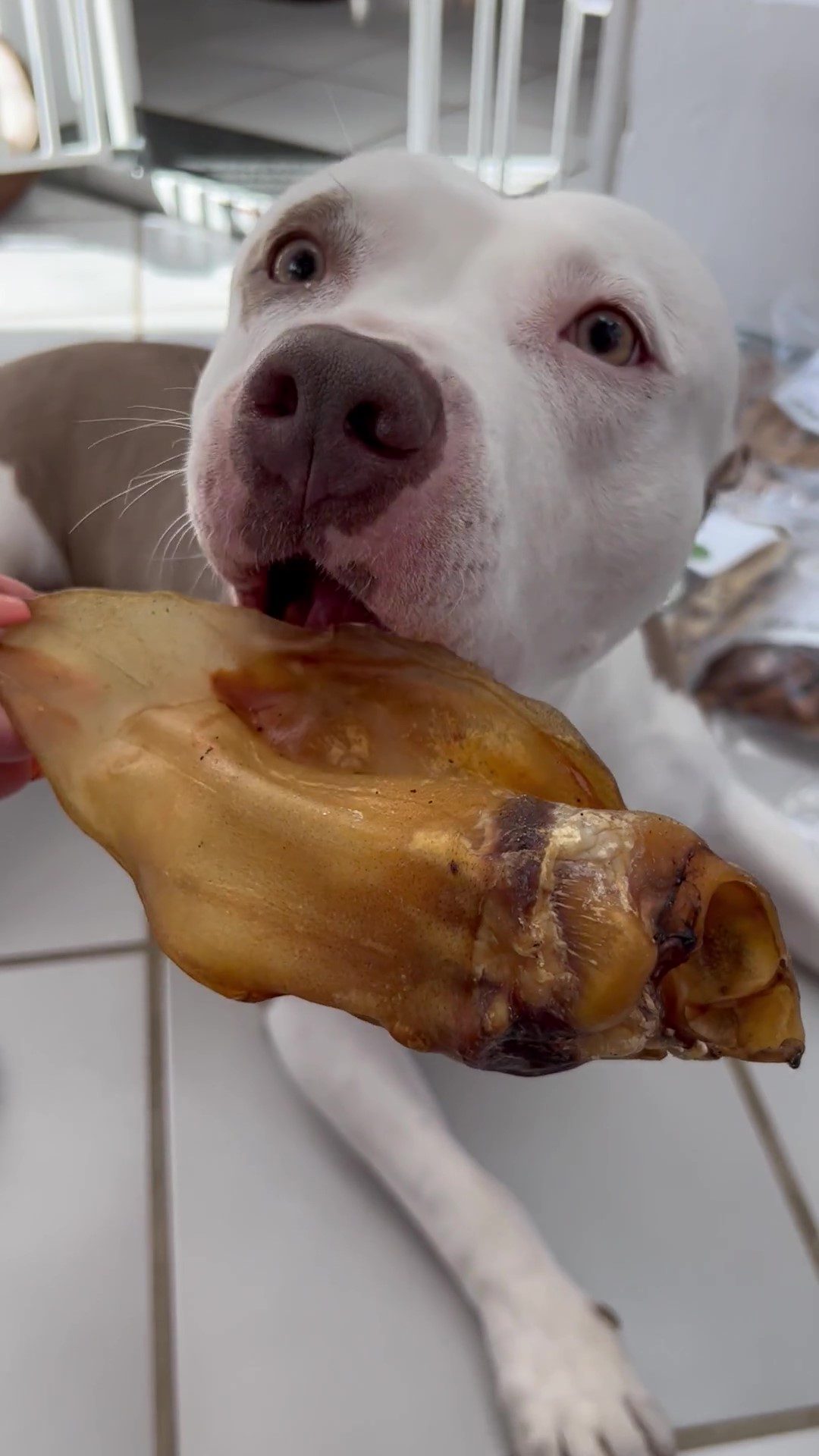 Thumbnail 7: kauartikel.com Rinder-Ohr - Hunde-Kauartikel - Hunde-Snack - Kausnack - Leckerli vom Rind