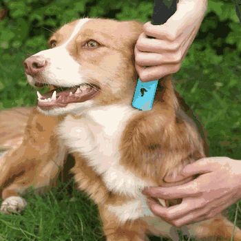 Thumbnail 3: BluePet Entfilzer für Hunde und Katzen Rosa Rechtshänder