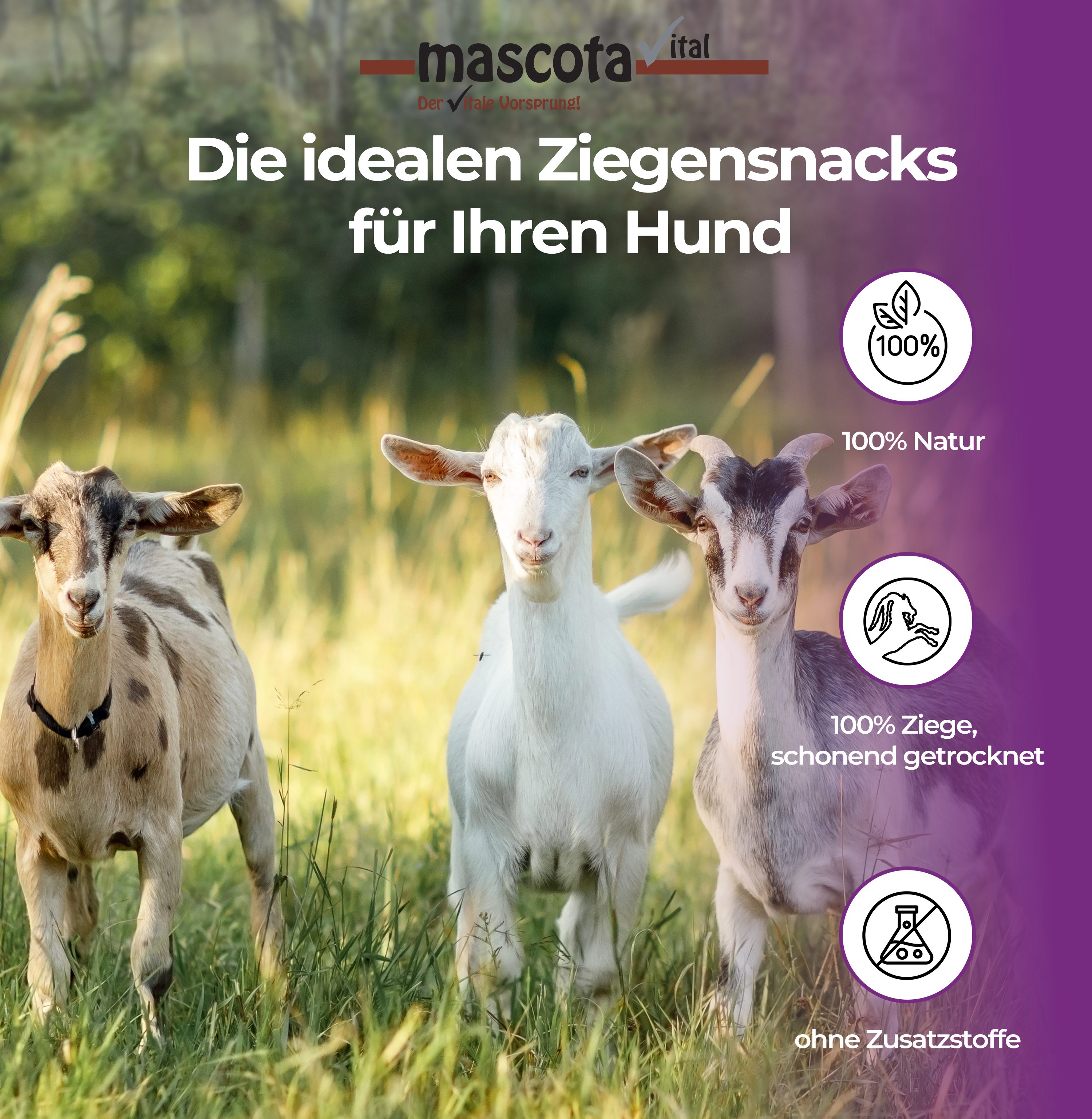 Thumbnail 1: mascota vital Lungenwürfel von der Ziege, Hundeleckerli, 200 g