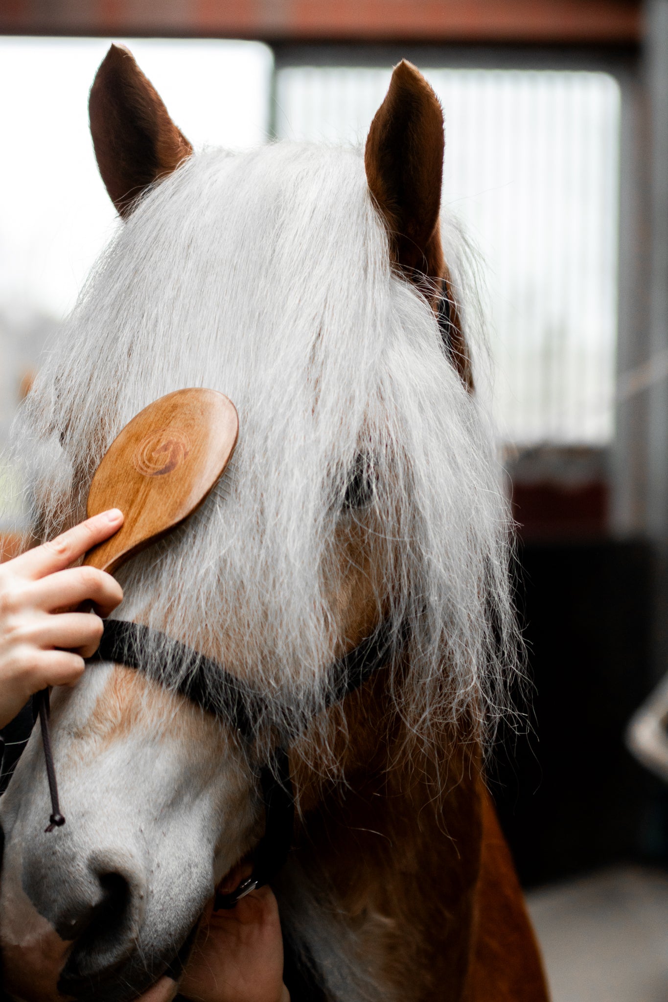 Thumbnail 9: Equimour Mähnenbürste "VIDI"