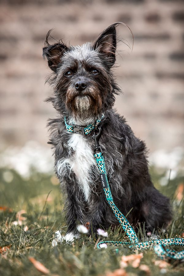 Thumbnail 3: Hey Lana Führleine Kunterbunt - 3-fach verstellbar Gelb / Blau / 15/180