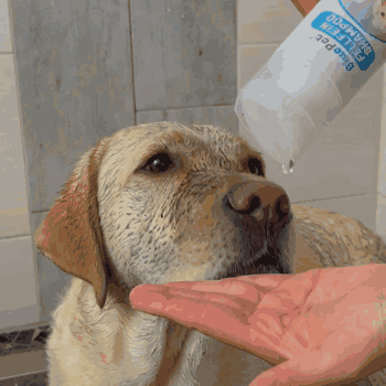 Thumbnail 6: BluePet Mildes Hundeshampoo gegen Juckreiz, Gerüche & Schmutz - Rückfettend & pH-Neutral - sensitiv für alle Hunderassen & Welpen mit Aloe Vera & Jojobaöl