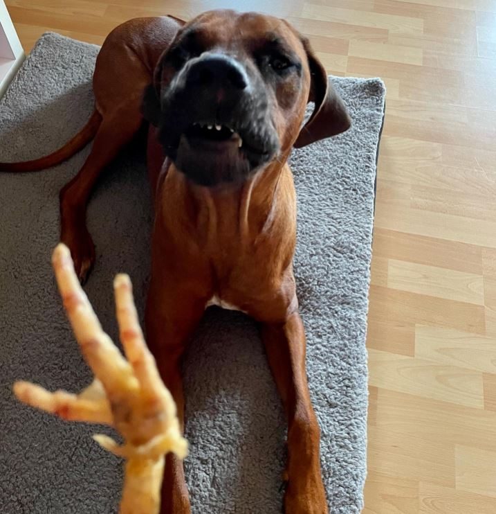 Thumbnail 8: kauartikel.com Hühner-Füße - Hunde-Kauartikel - Hunde-Snack - Kausnack aus Huhn - Geflügel-Leckerli