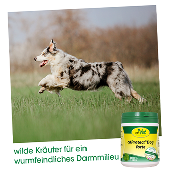Thumbnail 4: cdVet cdProtect Dog forte 300 g