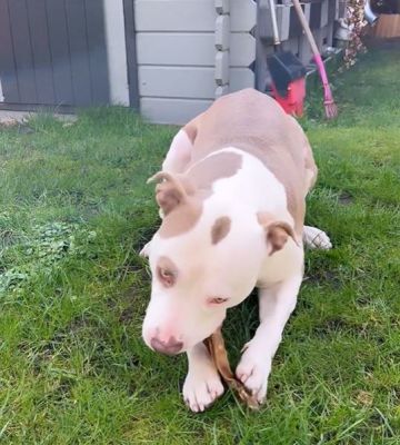 Thumbnail 4: kauartikel.com Kalbs-Ohren Gr. M mit Muschelansatz - Hunde-Kauartikel - Hunde-Snack - Kausnack - Kälber-Leckerli (Rind)