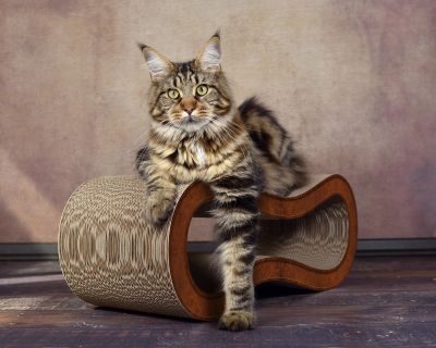 Thumbnail 3: cat-on SINGHA M Design Katzenmöbel, braun antik (002b)