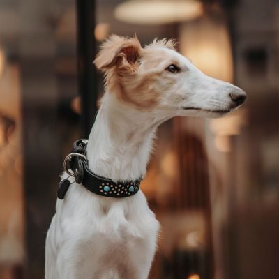 Thumbnail 8: HUNTER Halsband Madona M-L (60), schwarz